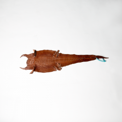 鹹水背紋亮彩軟骨鱷魚皮 淺茶 22CM