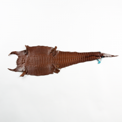 鹹水背紋亮彩軟骨鱷魚皮 咖啡 22CM